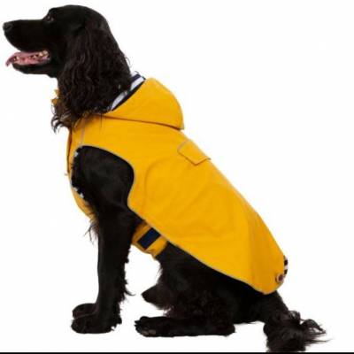 Seadog 2.JPG